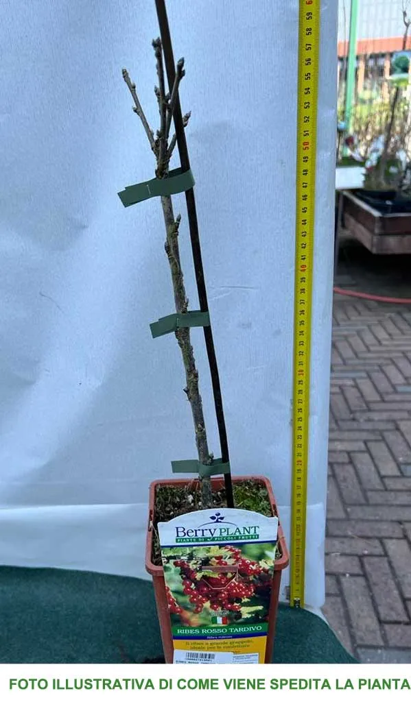 RIBES NERO VASO 12CM