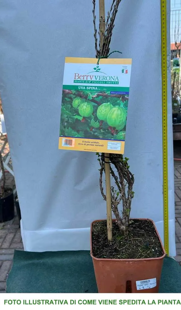 UVA SPINA BIANCA IN VASO 18CM
