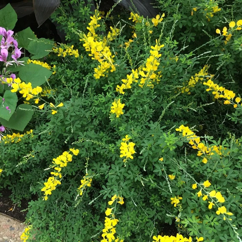 GINESTRA GENISTA SPACHIANA IN VASO 13CM