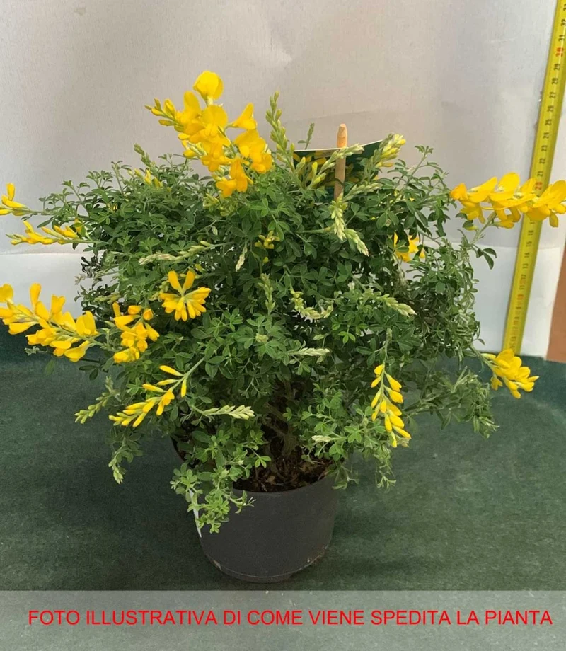 GINESTRA GENISTA SPACHIANA IN VASO 13CM