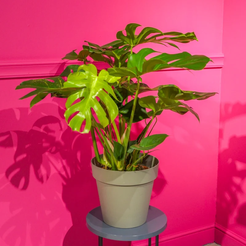 PHILODENDRON MONSTERA IN VASO 25CM + COPRIVASO A SCELTA