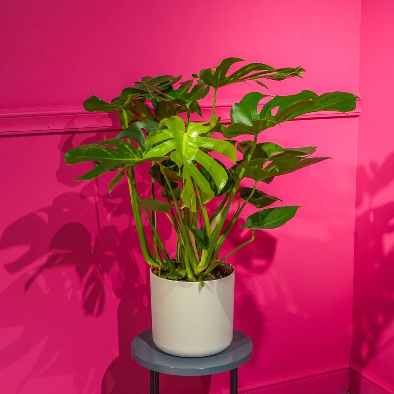 PHILODENDRON MONSTERA IN VASO 25CM + COPRIVASO A SCELTA