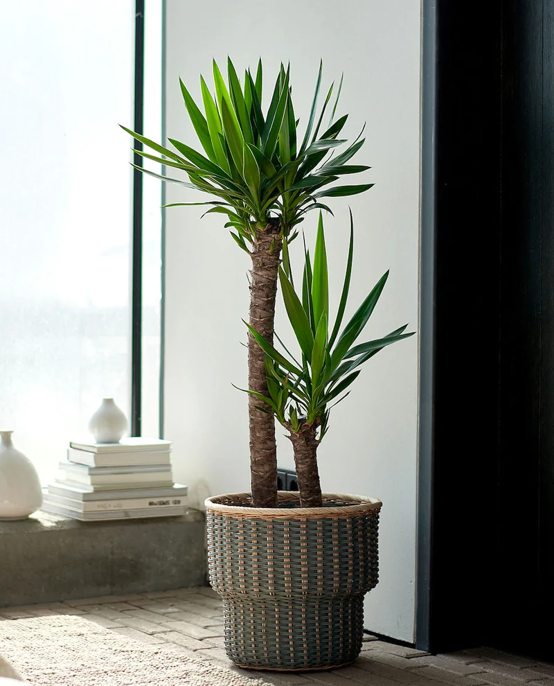 YUCCA VASO 19CM H85CM