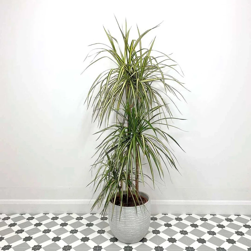 DRACENA MARGINATA GOLD TRONCHETTO DELLA FELICITÀ VASO 22CM H110CM