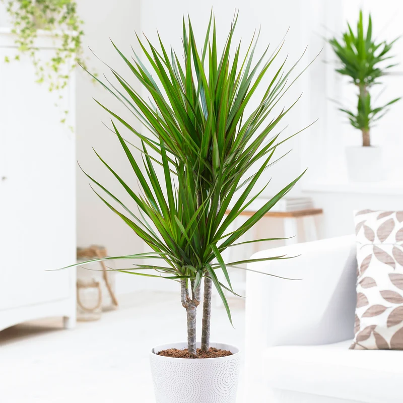 DRACENA MARGINATA VASO 11CM