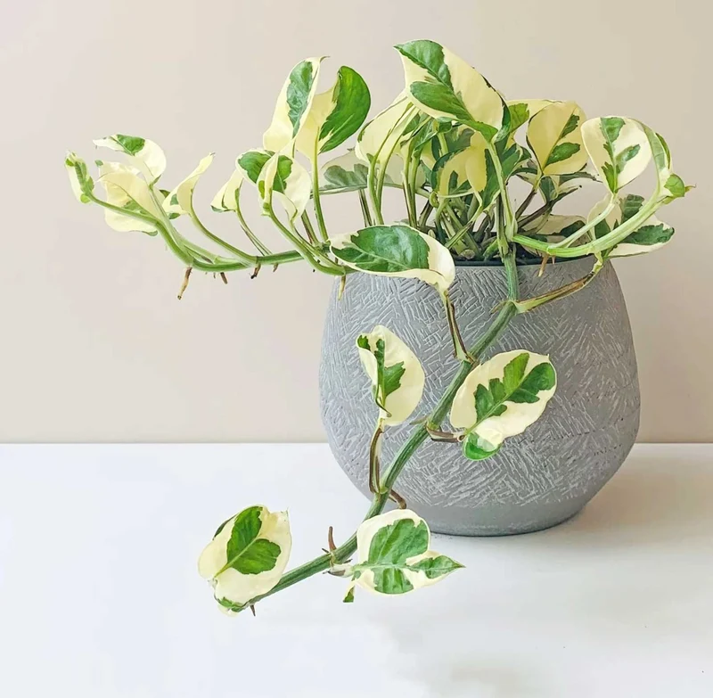 EPIPREMNUM AUREUM POTOS N JOY VASO 12CM