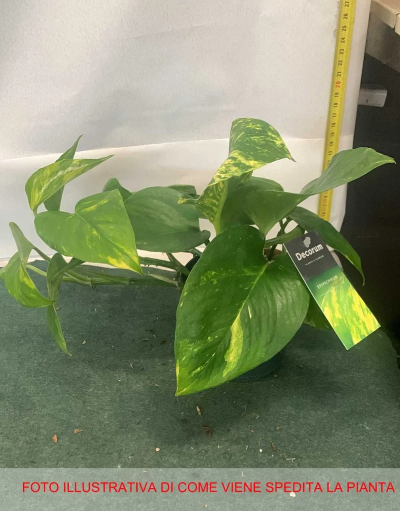 EPIPREMNUM PINNATUM VASO 12CM