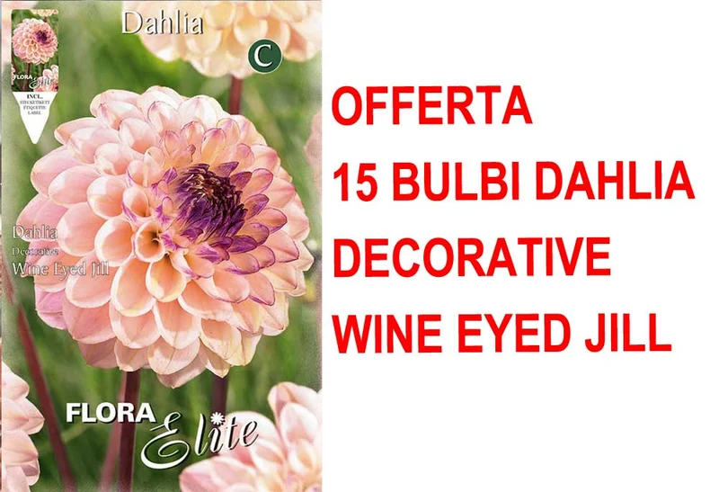 OFFERTA 15 BULBI DI DAHLIA DECORATIVE WINE EYED JILL