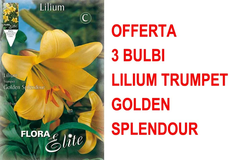 OFFERTA 3 BULBI LILIUM TRUMPET GOLDEN SPLENDOUR