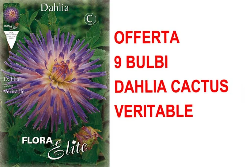OFFERTA 9 BULBI DI DAHLIA CACTUS VERITABLE