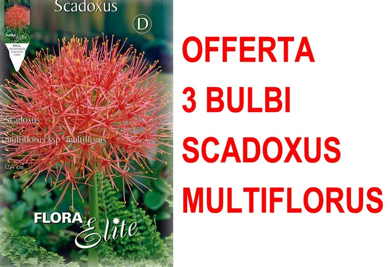 OFFERTA 3 BULBI SCADOXUS MULTIFLORUS