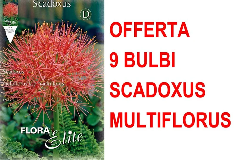 OFFERTA 9 BULBI SCADOXUS MULTIFLORUS
