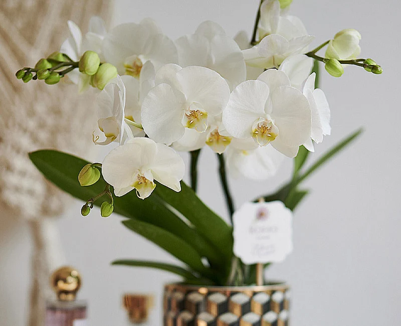 ORCHIDEA PHALAENOPSIS BOHO LOVE BIANCO VASO 12CM