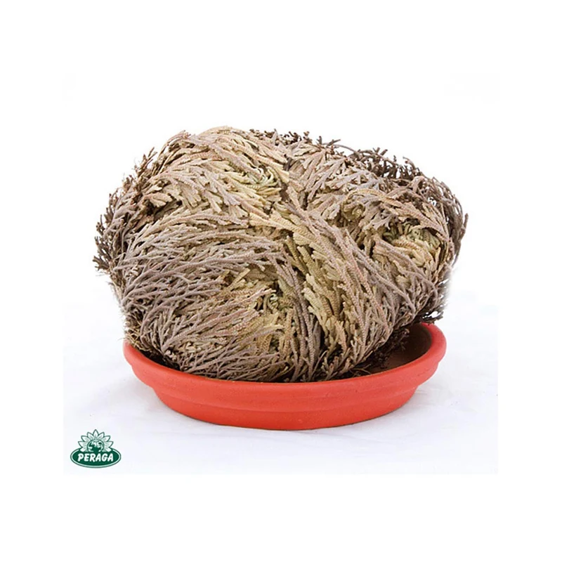 OFFERTA 15 PIANTE DI ROSA DI JERICHO