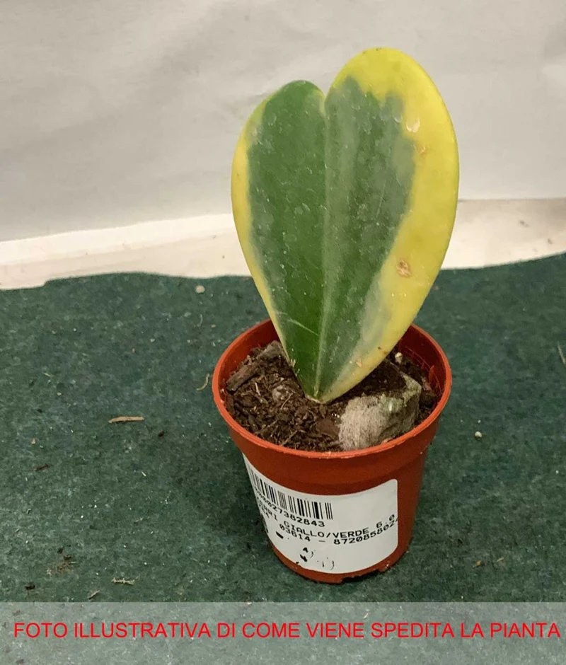 HOYA KERRII VARIEGATA FIORE DI CERA IN VASO 6CM