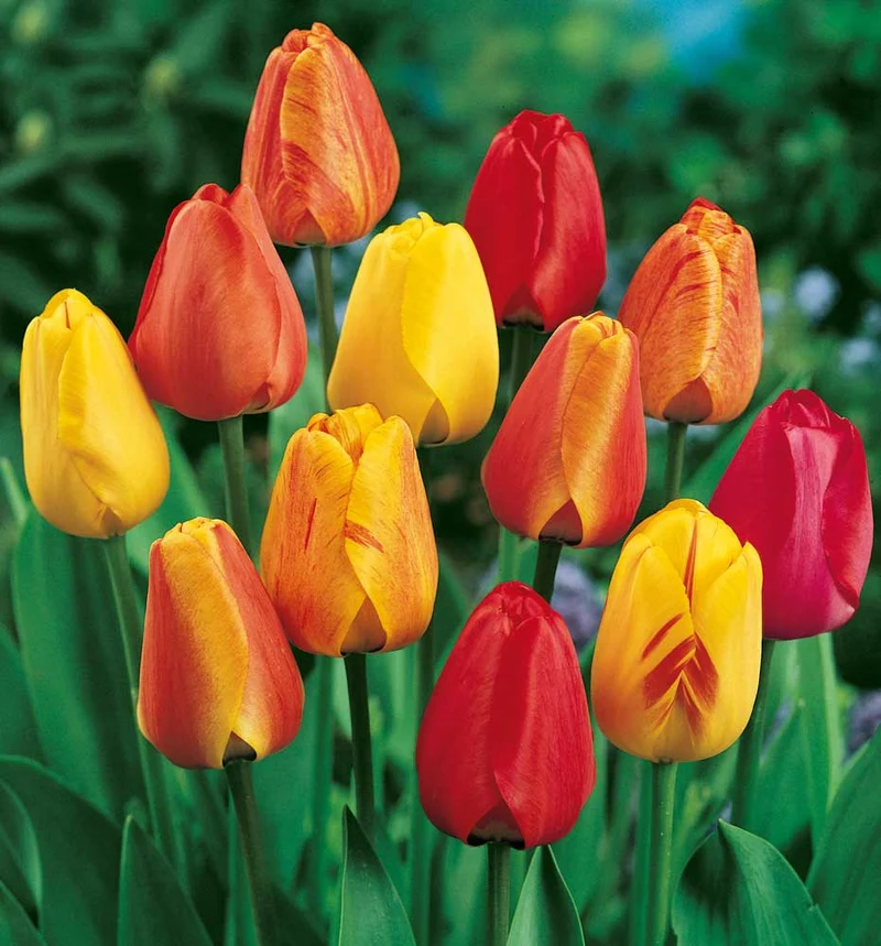 TULIPANI MINI VASO 9CM COLORI ASSORTITI