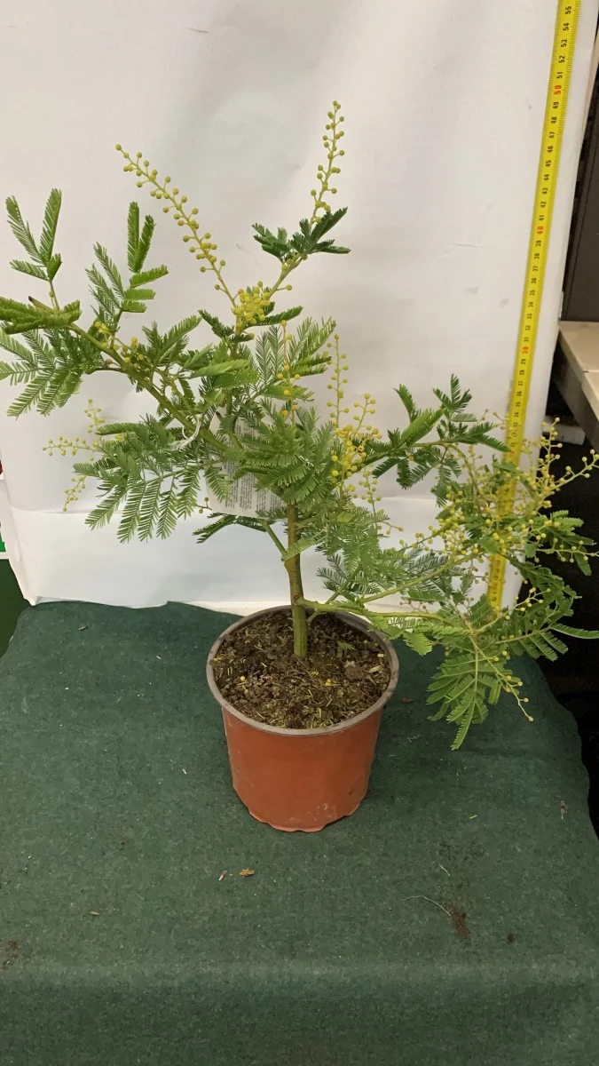 MIMOSA ACACIA DEALBATA IN VASO 15CM H40CM