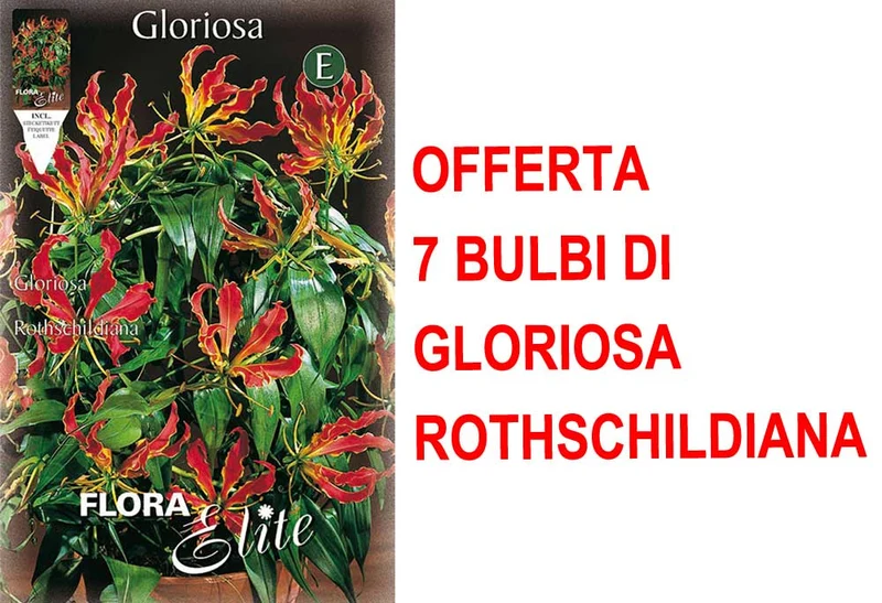 OFFERTA 7 BULBI DI GLORIOSA ROTHSCHILDIANA