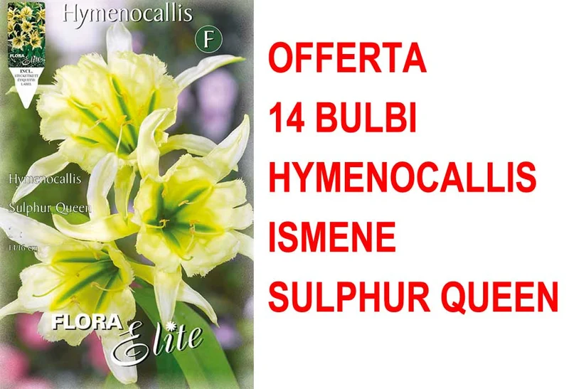 OFFERTA 14 BULBI HYMENOCALLIS ISMENE SULPHUR QUEEN