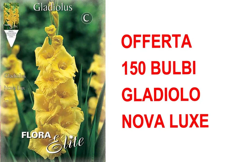 OFFERTA 150 BULBI DI GLADIOLO A FIORI GRANDI NOVA LUX