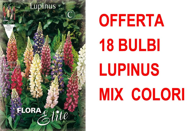 OFFERTA 18 BULBI LUPINUS MIX DI COLORI