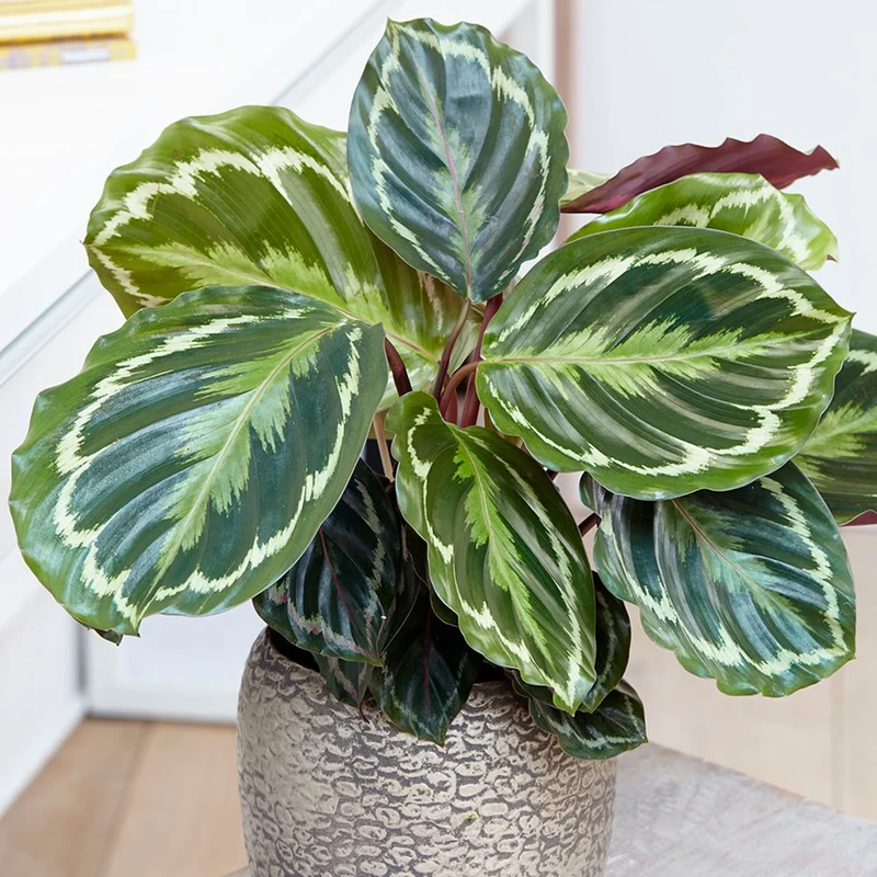 MARANTHA MEDAILLON IN VASO 15CM