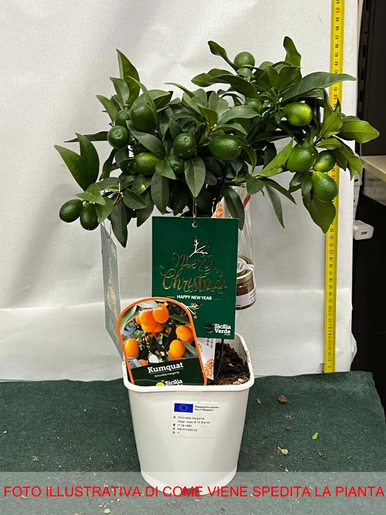 KUMQUAT MANDARINO CINESE IN VASO 15CM