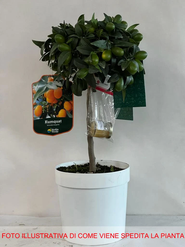 KUMQUAT MANDARINO CINESE IN VASO 20CM