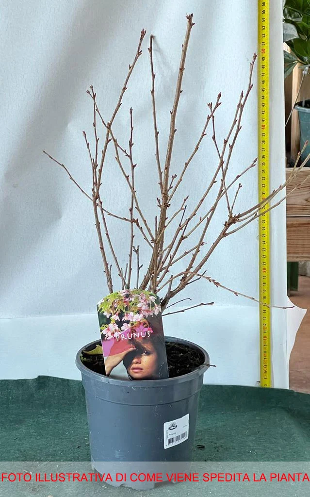 PRUNUS TRILOBA ROSENMUND MANDORLO DA FIORE IN VASO 17CM
