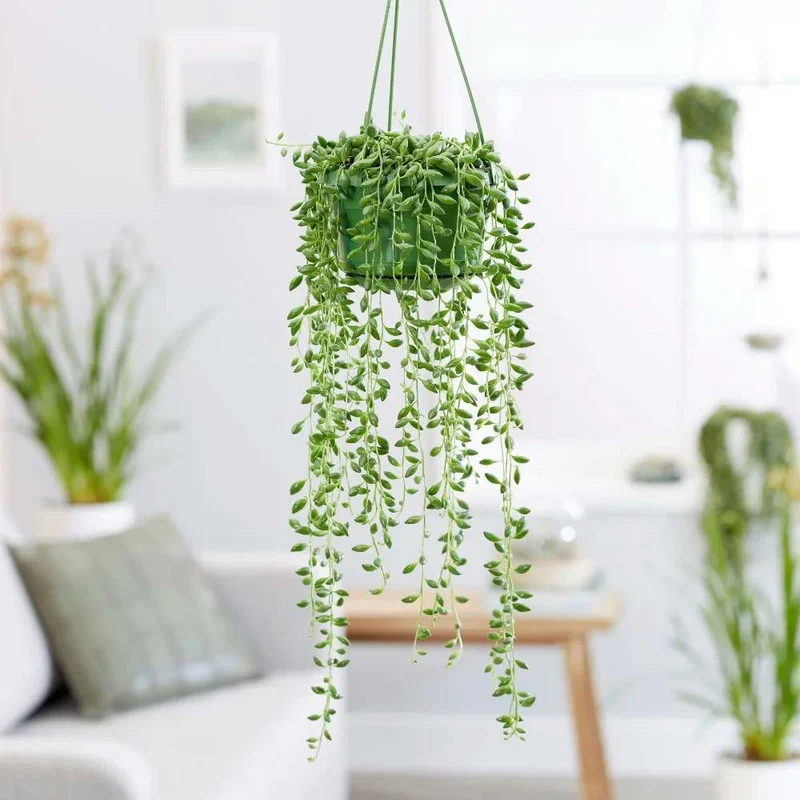 SENECIO O PIANTA DEL ROSARIO VASO 12CM