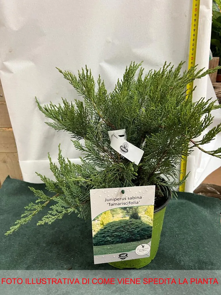 JUNIPERUS GINEPRO SABINA TAMARISCI FOLIA N VASO 18CM