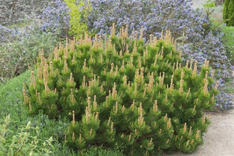 PINUS MUGO MUGHUS PINO VASO 18CM