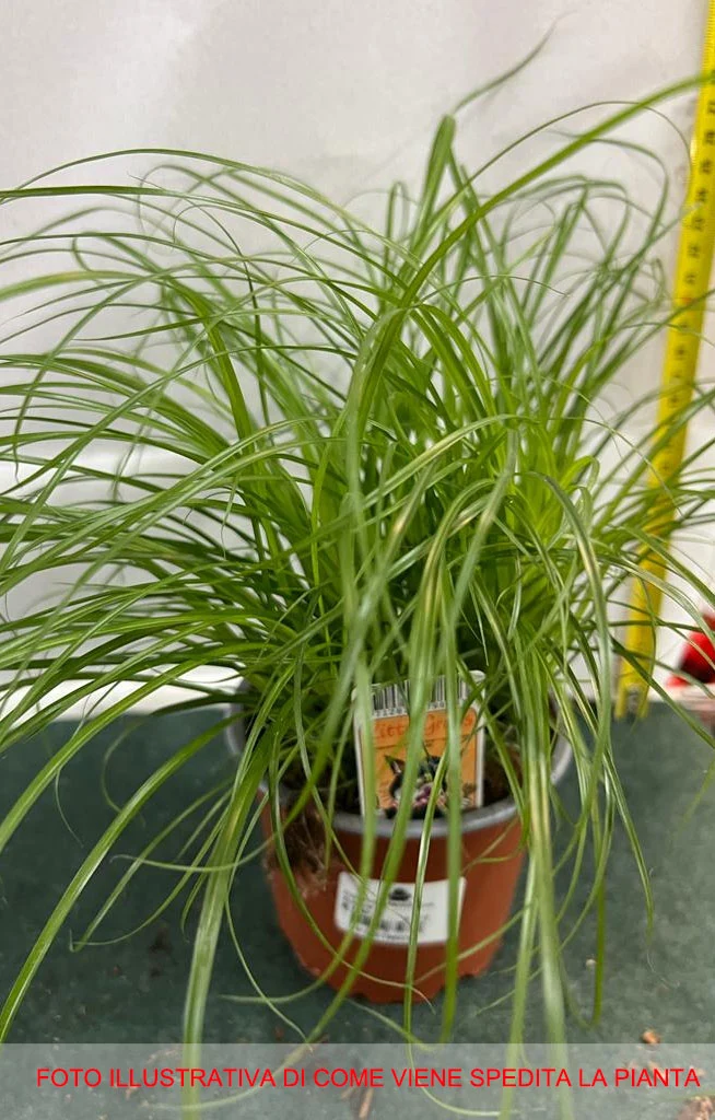 CYPERUS ALTERNIFOLIUS ZUMULA IN VASO 12CM