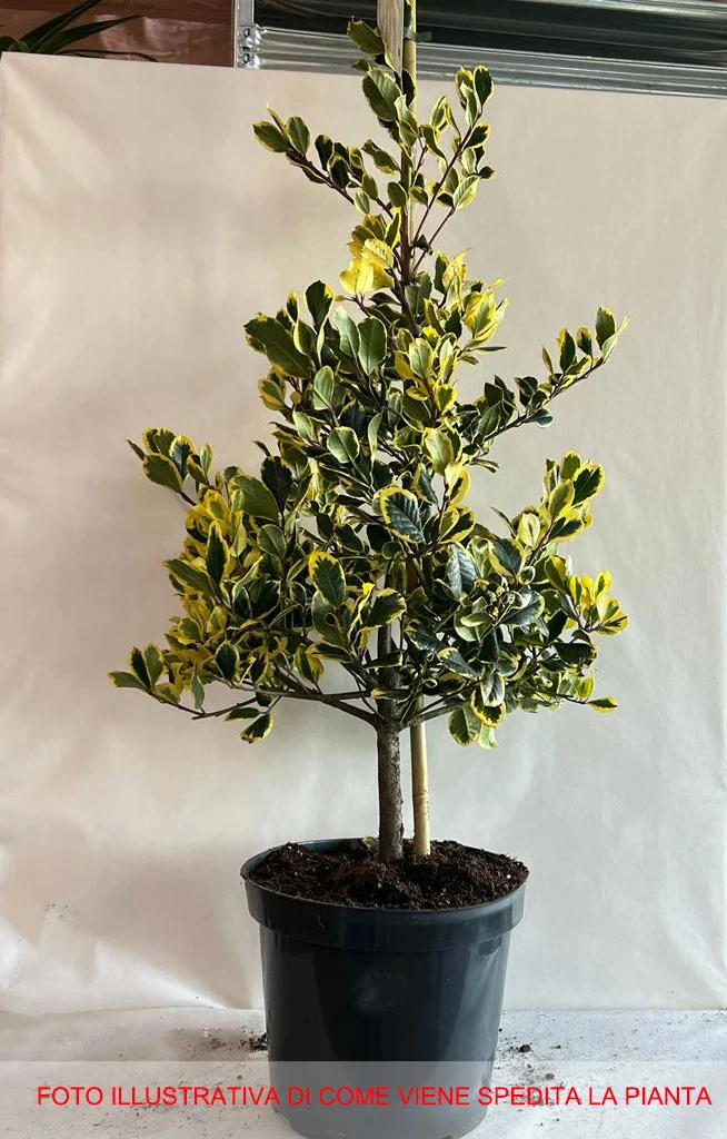 ILEX AGRIFOGLIO GOLDEN KING VASO 32CM