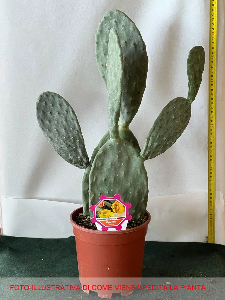 FICO D'INDIA OPUNTIA INDICA VASO 17CM