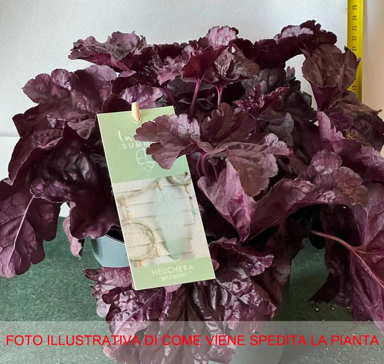 HEUCHERA WILDBERRY VASO 19CM