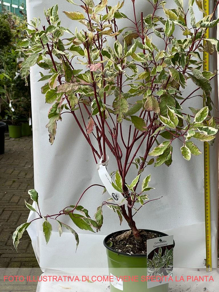 CORNUS ALBA ELEGANTISSIMA IN VASO 18CM