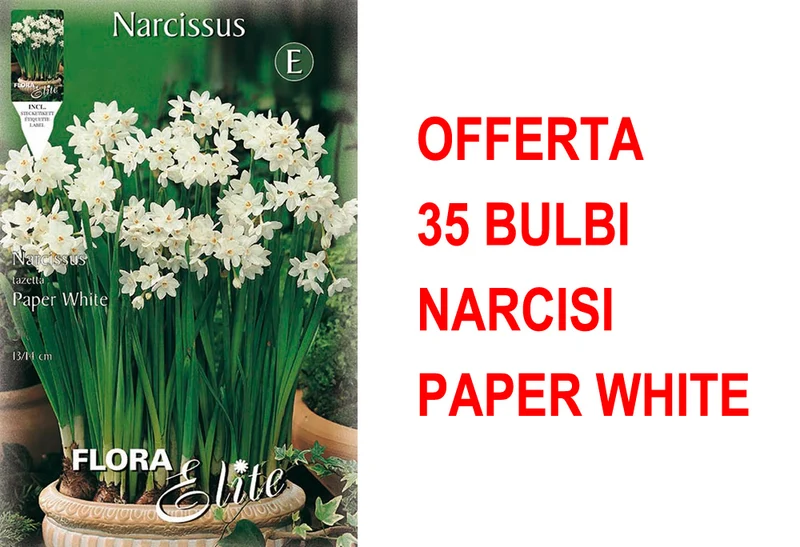 OFFERTA 35 BULBI NARCISO CHRISTMAS FLOWERING PAPER WHITE