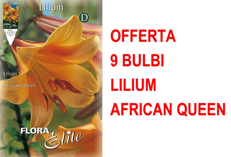 OFFERTA 9 BULBI LILIUM TRUMPET AFRICAN QUEEN