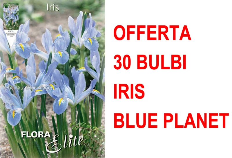 OFFERTA 30 BULBI IRIS RETICULATA BLUE PLANET