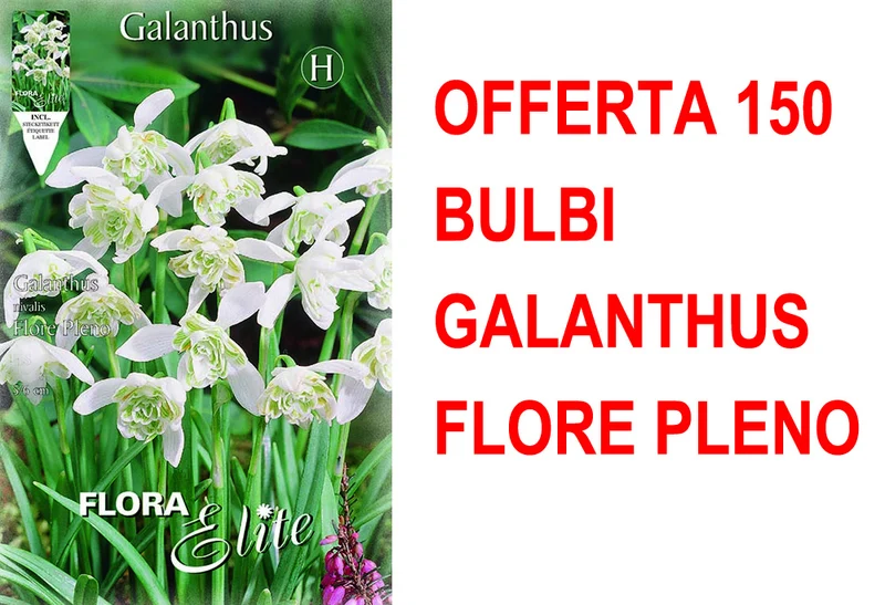 OFFERTA 150 BULBI GALANTHUS NIVALIS FLORE PLENO