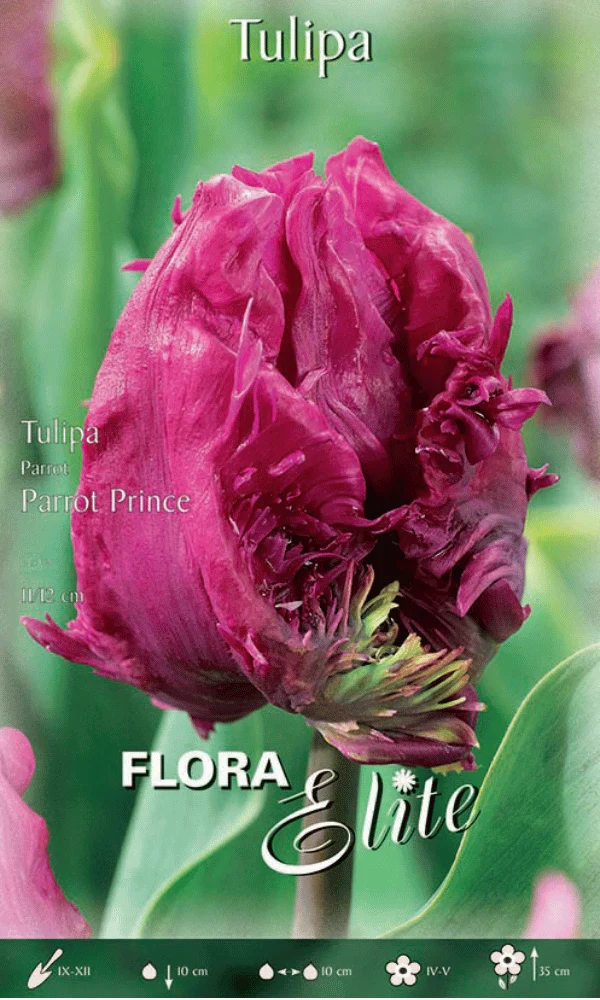 TULIPANO PARROT PRINCE (CONFEZIONE DA 7 BULBI)