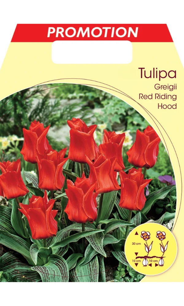 TULIPANO GREIGII RED RIDING HOOD (CONFEZIONE DA 20 BULBI)