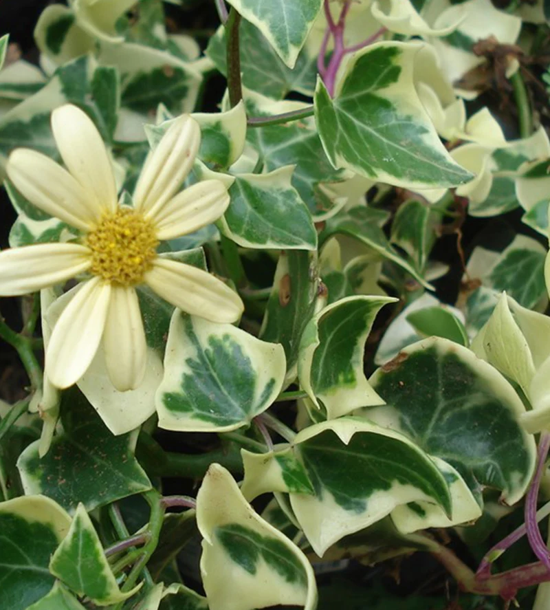 SENECIO MACROGLOSSUS VARIEGATUS VASO 14CM