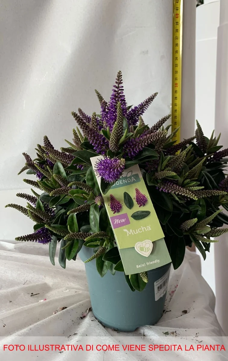 HEBE ADDENDA MUCHA PURPLE VASO 15CM
