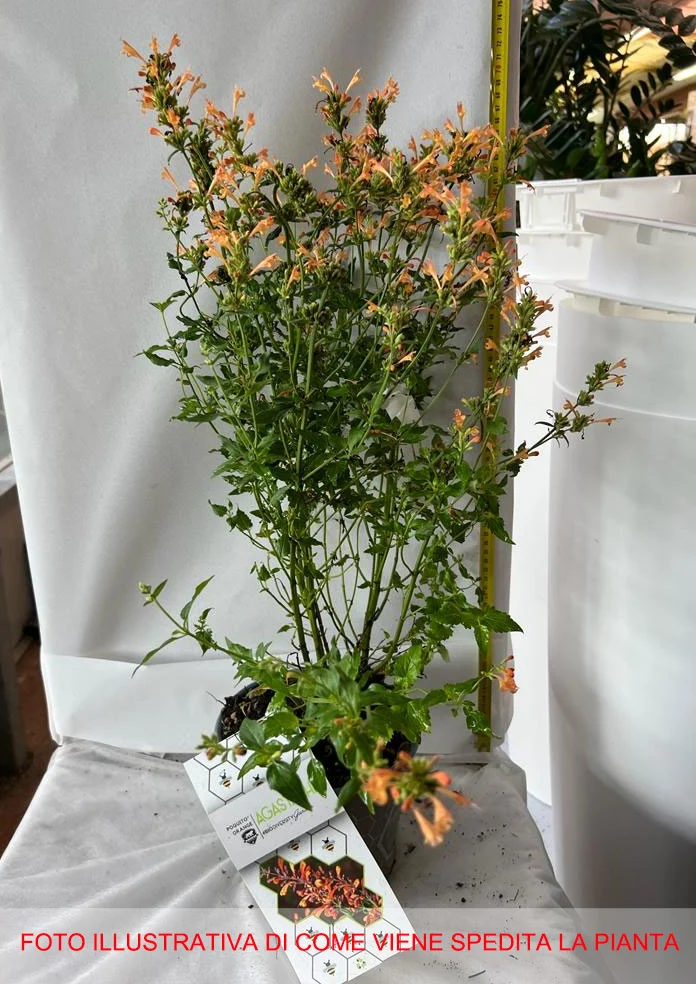 AGASTACHE POQUITO ORANGE VASO 19CM