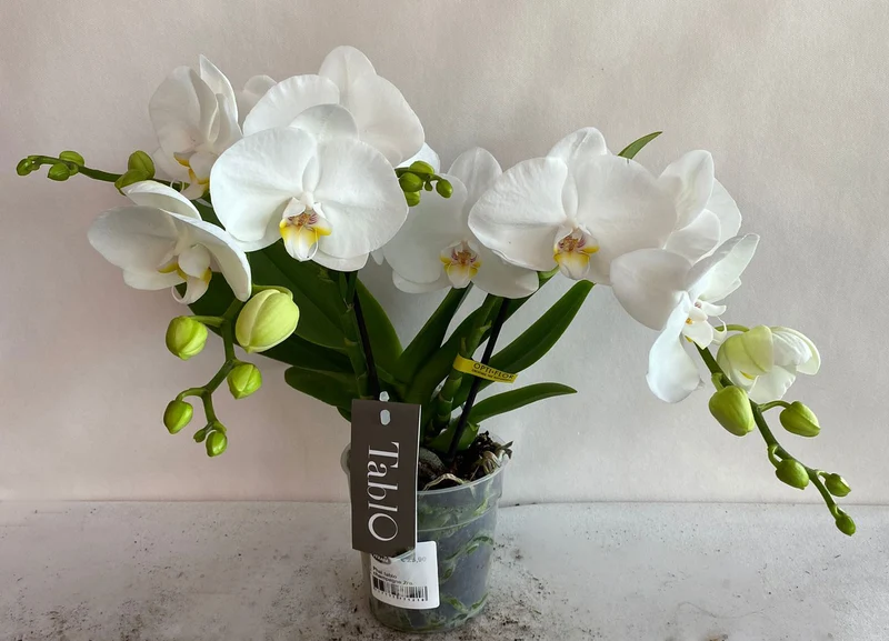 ORCHIDEA PHALAENOPSIS TABLO BIANCO CHAMPAGNE 2 RAMI VASO 12CM