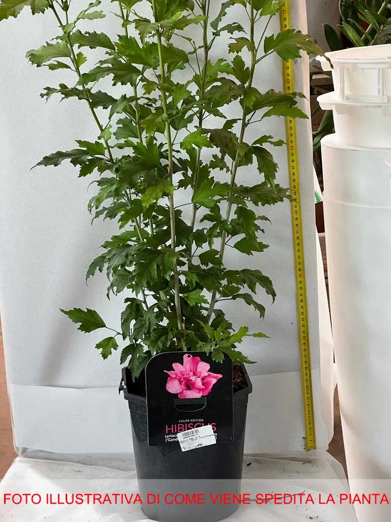 HIBISCUS IBISCO SYRIACUS RUBY IN VASO 21CM