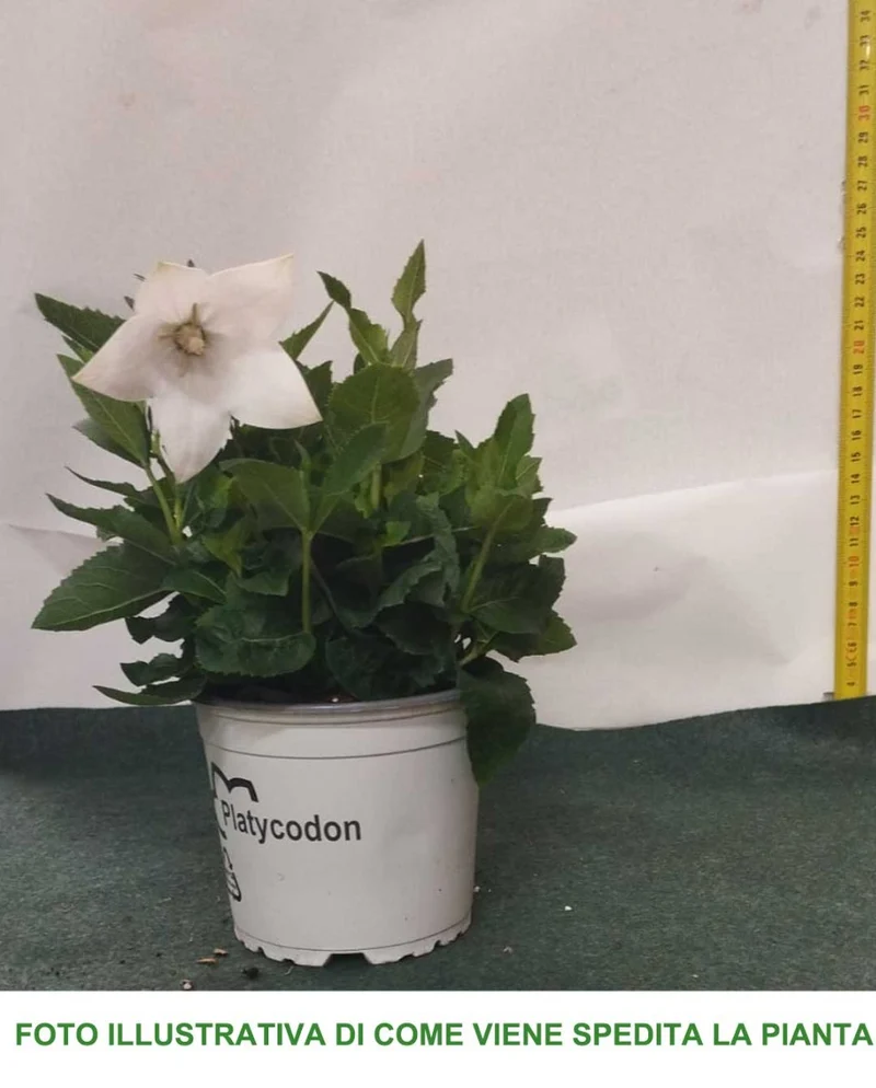 PLATYCODON BIANCO CAMPANULA VASO 12CM