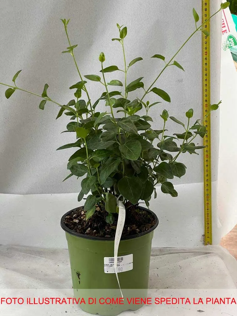 VINCA MAJOR VASO 17CM